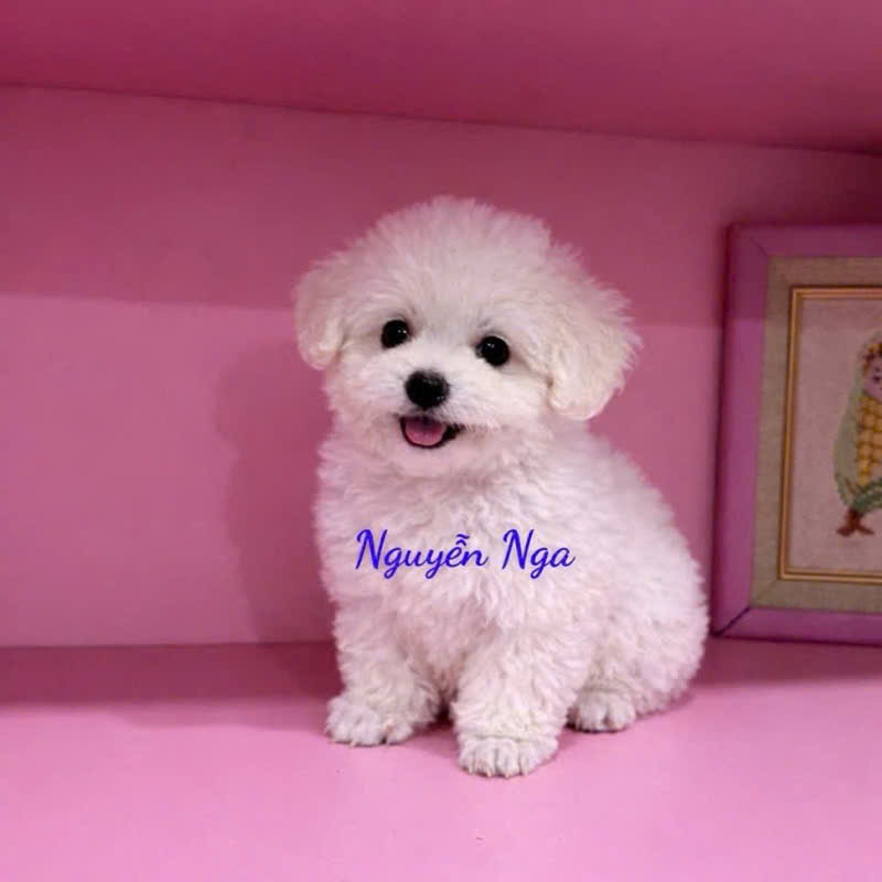 Chó Poodle - PD 16999